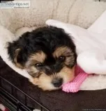 Adorable Morkiepoo Puppy - 8 Weeks old - Female