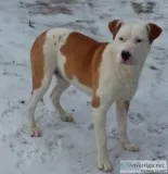 Beagle mix Dog