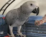 Male African Grey Parrot With Cage and All Accessories