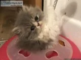Persian Kittens Need Your Love GOOD HEALTH.
