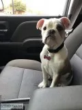 English Bulldog Full AKC 4 months old
