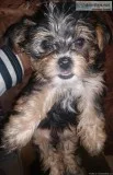  Tiny Toy-Sized Yorkie Beauties 