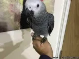 adorable African grey parrots for sale to
