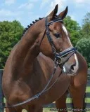 Big Beautiful Thoroughbred Gelding 17 hh
