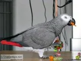 Beautiful Hand Reared Baby African Grey