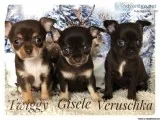 Kc Reg Show Quality Chocolate CHIHUAHUA Puppies