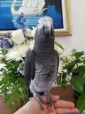 Silly tame and talking African grey parrot