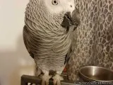 Lovely male and female Congo African Grey