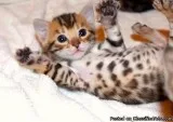 pure breed vaccinations and deworming Bengal kittens
