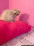Absolutely Beautiful Persian Kitten