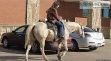 Tom - 15.3H 2011 Palomino Quarter Horse Gelding