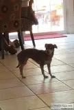 Adult Chihuahua