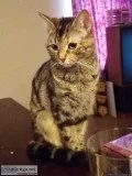 1 year old female bangel tiger house cat mix