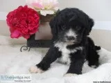 Rover Male Cavapoo