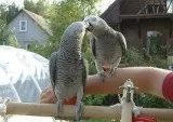 Female African Grey Parrot for Valentine