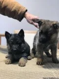 Purebred german shepherd pups ASAP