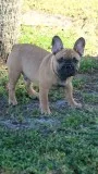 French bulldog puppy 2, 5 month old 