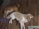 AKC Golden Retrievers