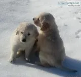 GOLDEN RETRIEVER PUPPIES
