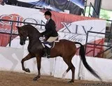 Safe and Easy to Ride Bay GeldingBay Arabian Gelding