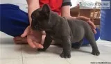 French Bulldog Puppies for Sale