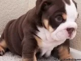 Amazing Chocolate Tan English Bulldog Puppies