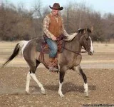 Stunning 2011 APHA Grullo Gelding Safe for The Whole Family