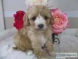 Sandy Female Cavapoo
