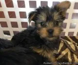 Awesome Teacup Yorkie puppies for Re-homing
