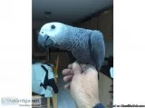 Male and Female Healthy African Grey Parrot