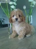 Bingo Male Cavapoo