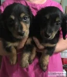 Mini dachshunds puppies