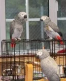 Lovely Pair of African Greys for valentine