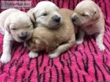 Golden Retriever Puppies
