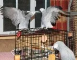 Companion Congo African Grey Parrot