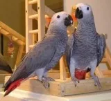 adorable 16months old African grey parrots for sale