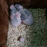 Bby parakeets