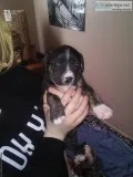 Valentines Day Puppies 