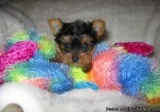 Beautiful AKC YORKIE (TOY) PUPPIES