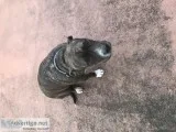 Lovable pitbull free to good home