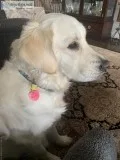 English Golden Retriever