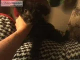 Pomapoo male