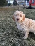 GOLDENDOODLE- F1 puppies