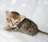 TICA Grand Champion Sired F4 Savannah Kitten - Denali