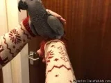 adorable African grey parrots for sale to lovely homes