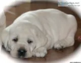 Lab puppies AKC