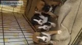 Boxer puppies for sale