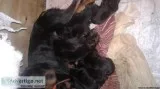 Rottweiler puppies for Sale