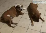 Need to find good home for my dogs