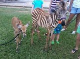 Petting Zoo For Learning Centre Gaithersburg